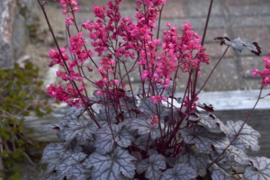 Heuchera 'Timeless Treasure'